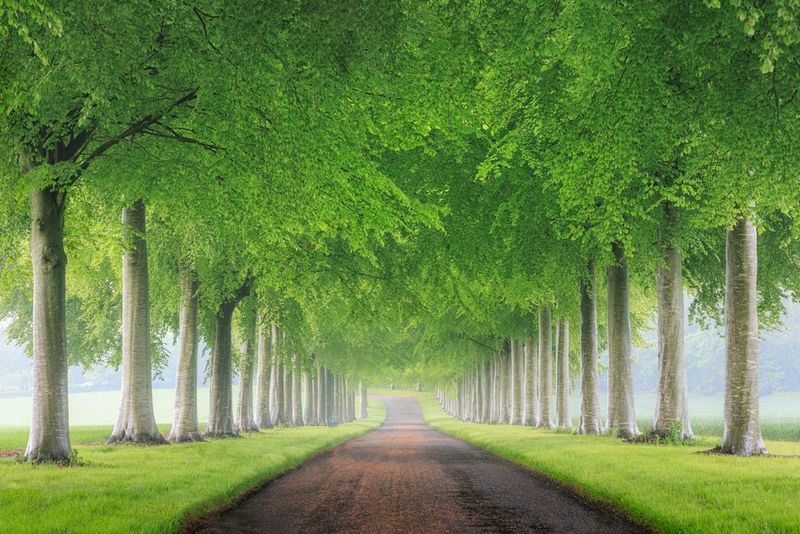 A small road winds through the countryside, lined symmetrically on both sides by vibrant green trees with low-hanging branches.