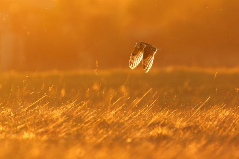 A short-eared owl flies low over long grass in warm orange light.