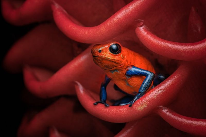 A strawberry poison dart frog hidden inside the foliage of a red bromeliad.