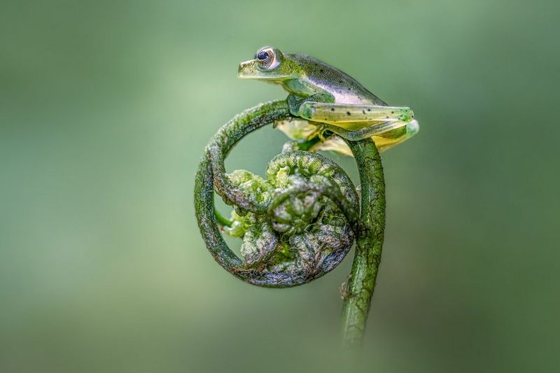 A sachatamia albomaculata frog perched on an unfurled fern frond, taken on a Canon EOS R5 by Jan Stria.
