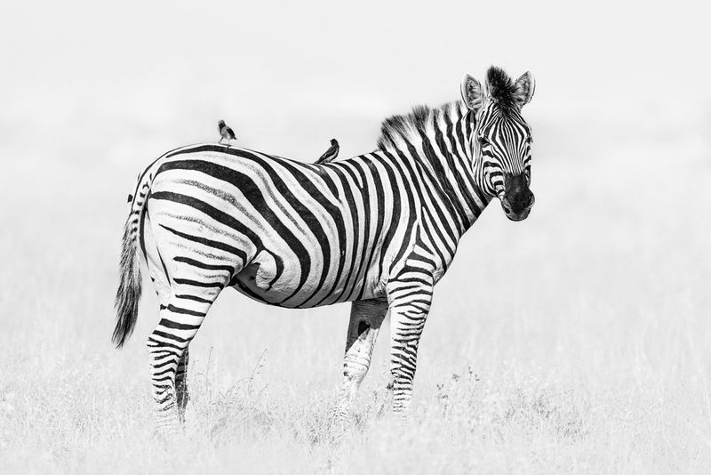 A black and white image of two oxpeckers perched on the back of a plains zebra.