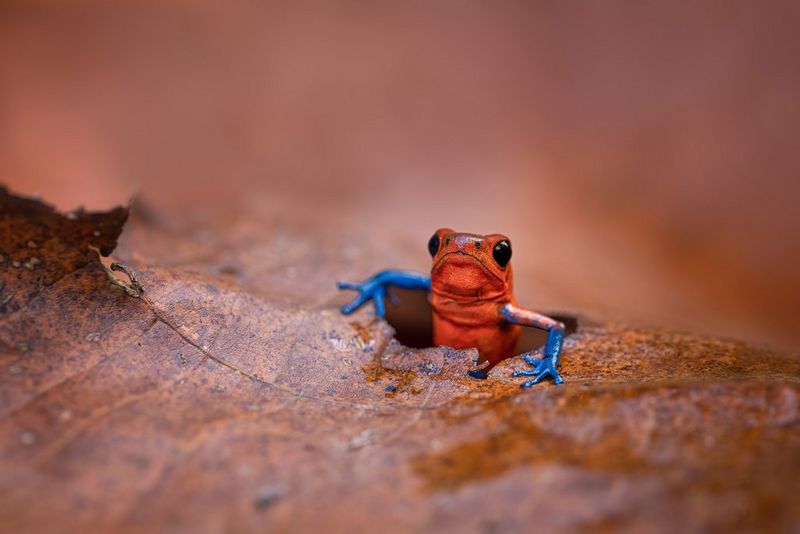 A strawberry poison-dart frog emerges through a hole in a crinkled brown leaf, its bright blue legs in stark contrast to its red body. Taken on a Canon EOS R5 by Jan Stria.
