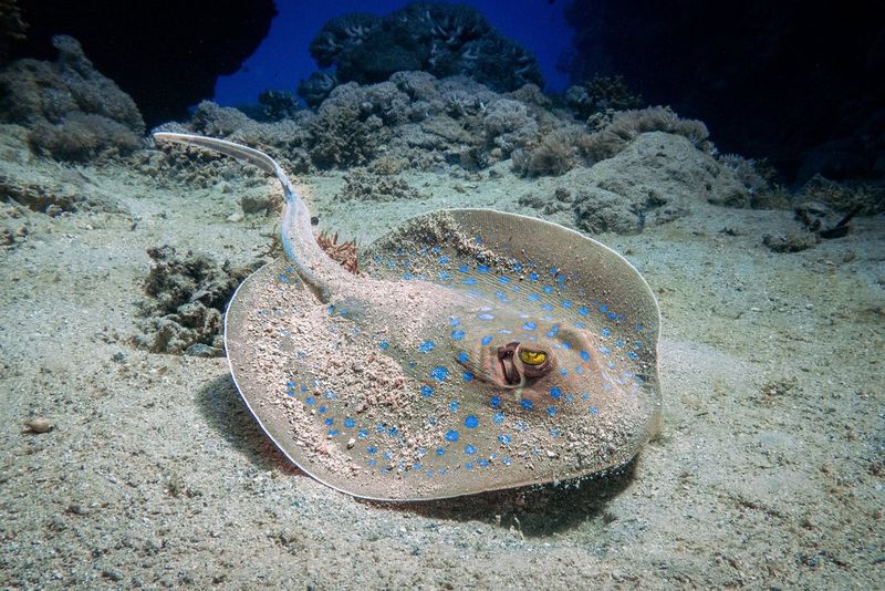 An underwater photograph by Jan Stria of a bluespotted ribbontail ray taken with a Canon PowerShot G7 X Mark II. 