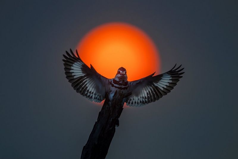 A pied kingfisher spreads its wings in front of an orange sun. 
