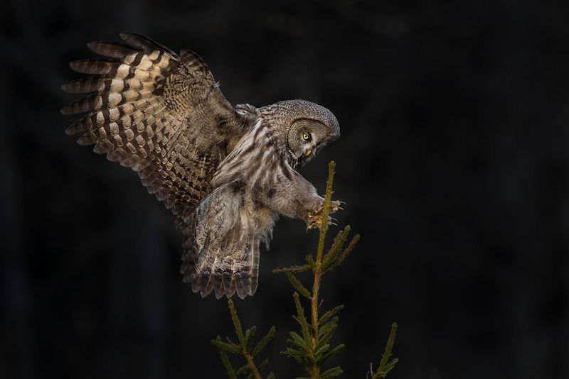 A great grey owl with its talons fully extended prepares to land on top of a tree.