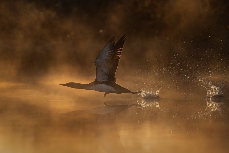 A red-throated loon skims the surface of a body of misty water. 