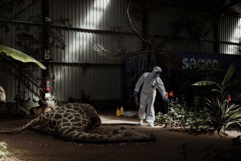 A man in a white hazmat suit moves around a staged crime scene: a taxidermied giraffe lying on the floor of a warehouse.