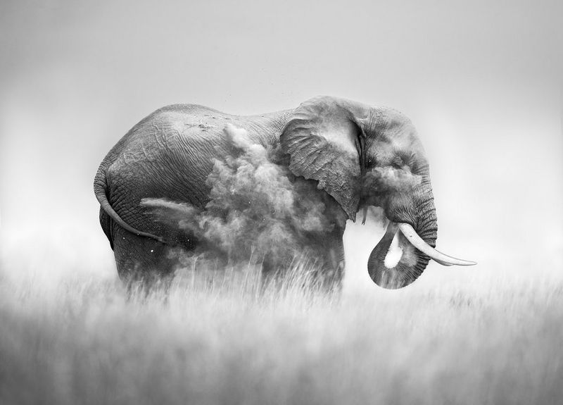 A monochrome image of an elephant throwing dust over itself in Amboseli National Park, Kenya.  