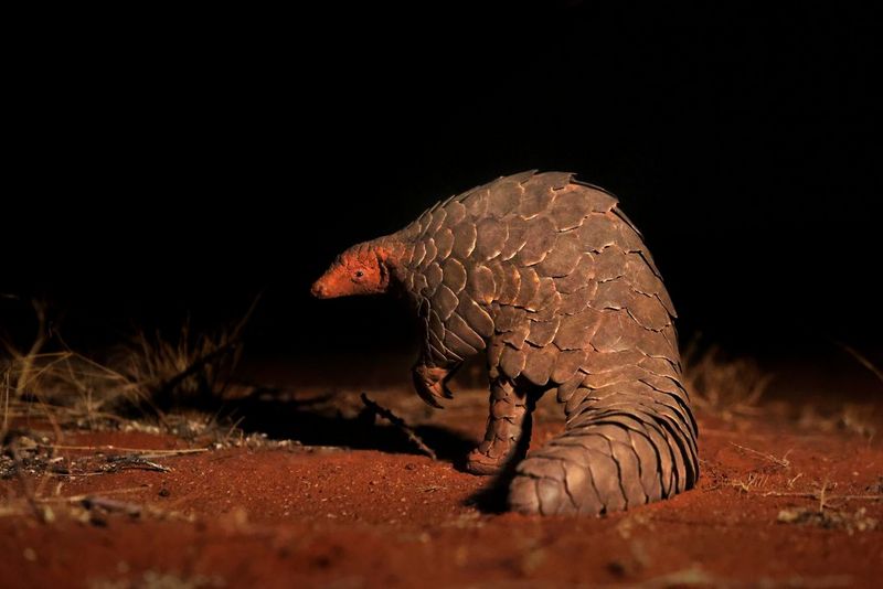 A pangolin at night, looking round towards the camera with its head covered in red sand.