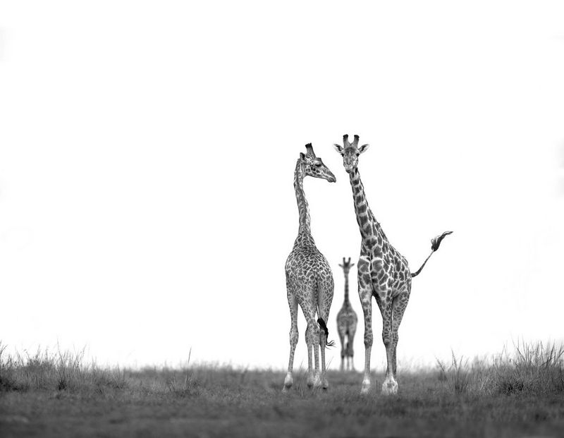 Three giraffes walking together. The necks of the closest two are leaning in slightly to form a triangular shape, while the third is visible in the gap between them.