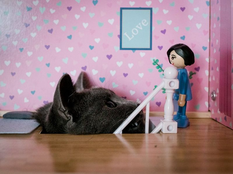 A young cat with dark grey fur pokes its head through the top of a staircase in a dollhouse and stares curiously at a female figurine. Taken on a Canon EOS R by Marisa Martins.