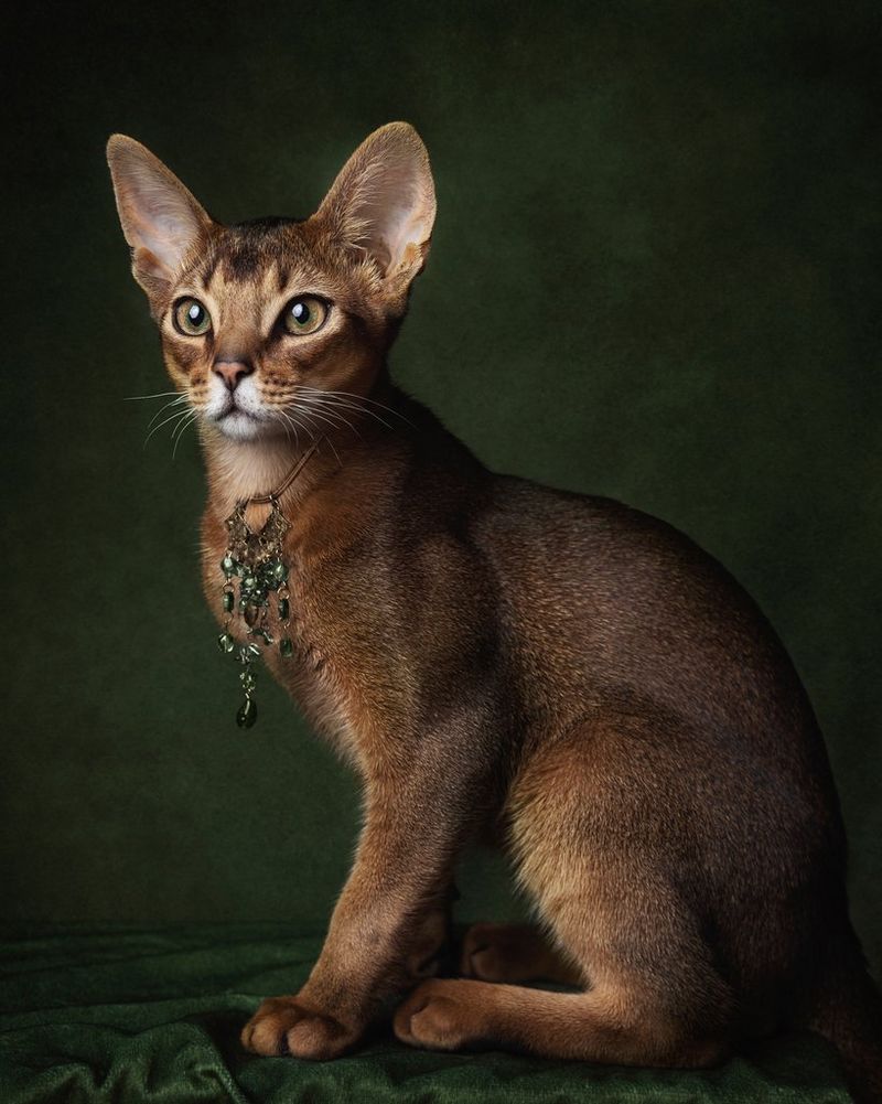 A softly lit portrait of a cat wearing a green jewelled necklace, taken on a Canon EOS R5 by Canon Ambassador Martina Wärenfeldt.