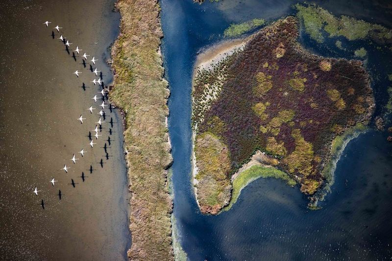 An aerial image of a flock of birds in a v-shaped formation flying across large wetlands in Tuscany, Italy.