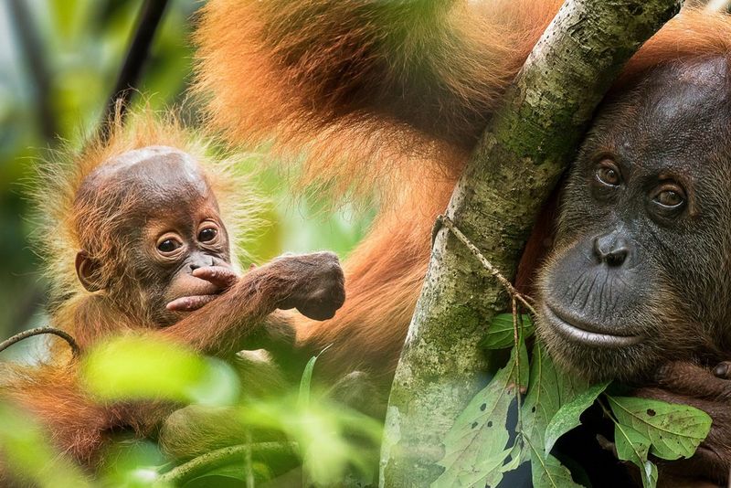 A baby orangutan and its mother stare at the camera from behind a large, leafy branch.