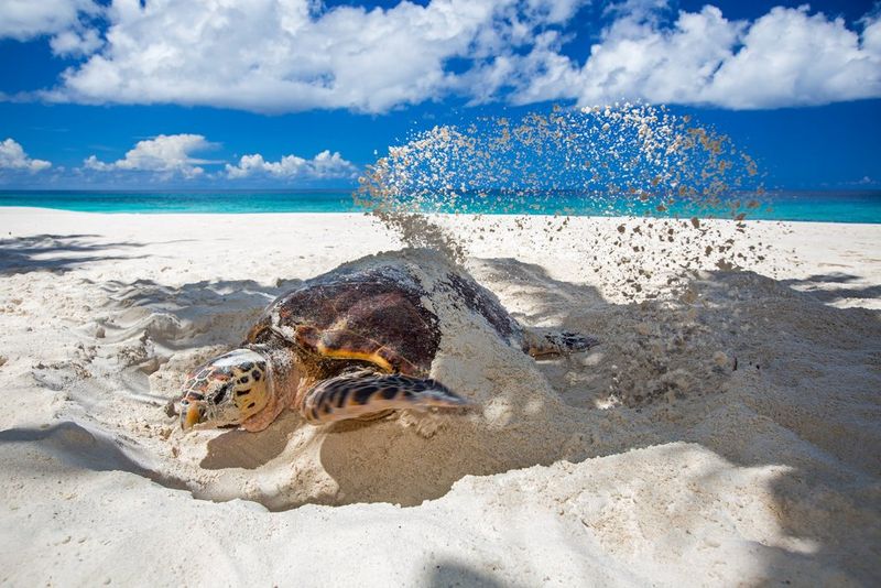 A female hawksbill turtle kicks up sand on a beach as she attempts to cover her eggs. The sky behind her is bright blue and filled with fluffy white clouds. 