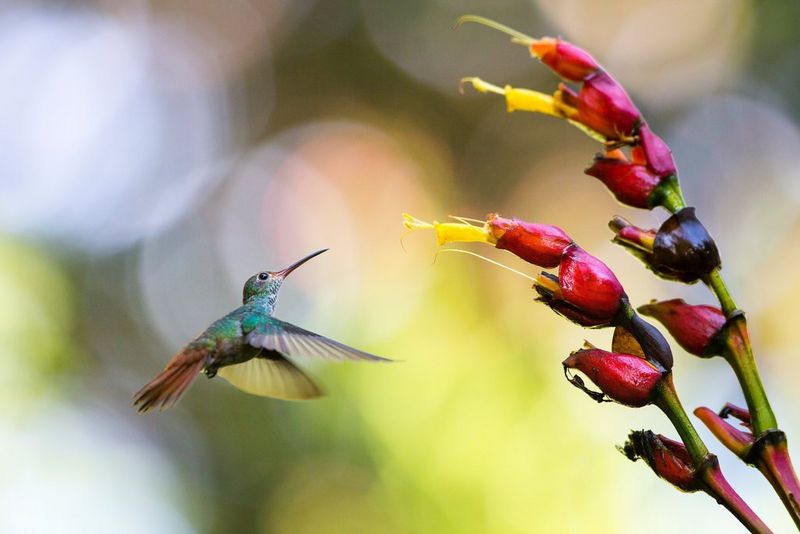 A hummingbird frozen in motion as it feeds from brightly coloured flowers.