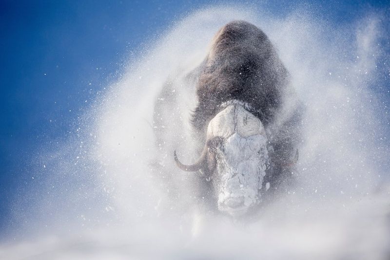 A large musk ox shakes off the snow he is covered with, against a bright blue sky.