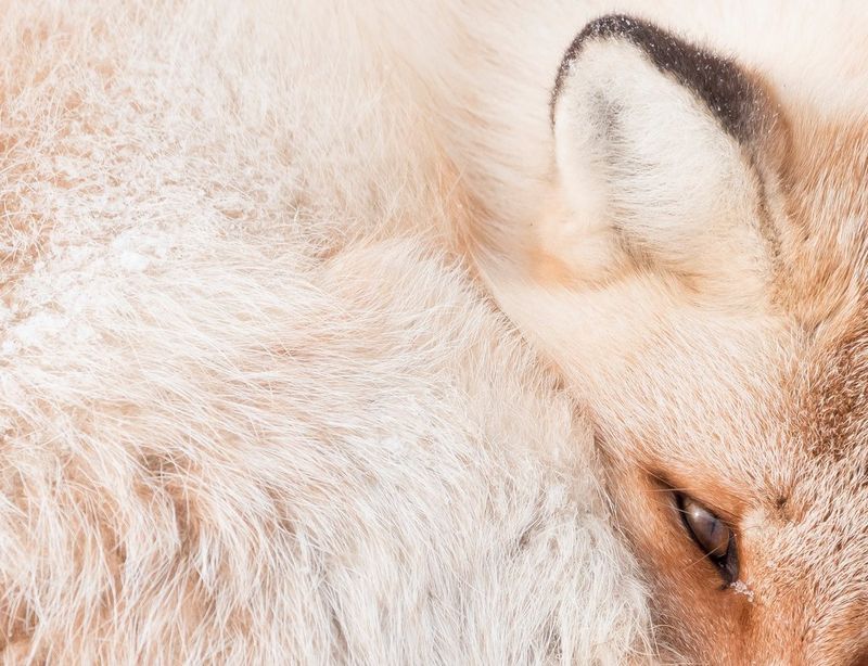 A close-up of one eye and ear of a sleepy fox, its fur mostly white with hints of red and brown.
