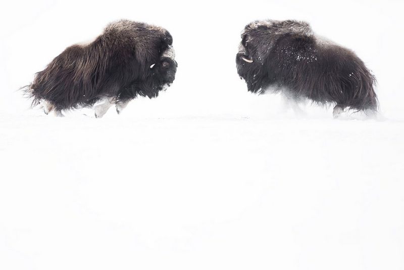 Two large musk oxen charge at each other, against a stark white background.