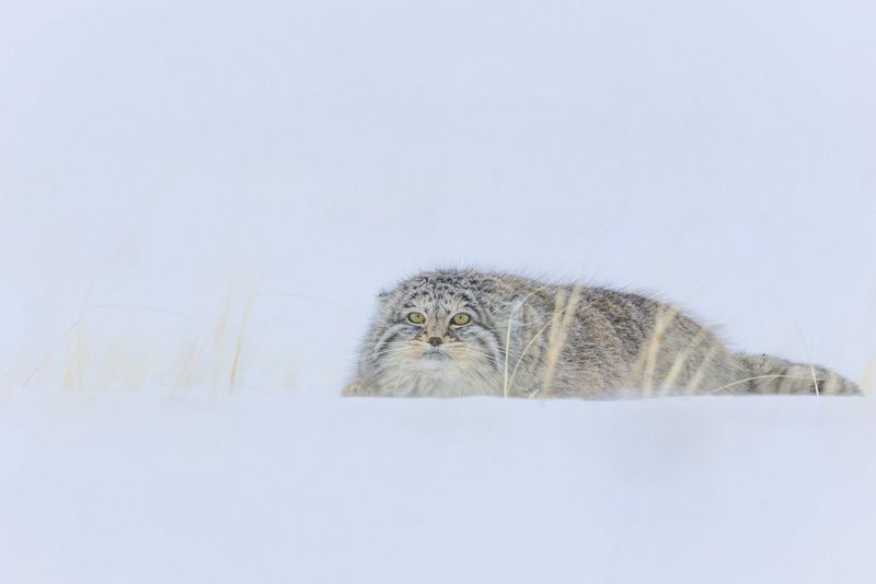 A Pallas’s cat presses itself into the snow in order to disappear into the winter landscape.