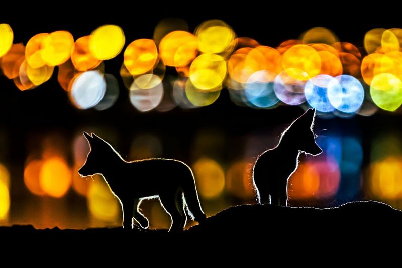 Two Arabian red fox cubs, backlit to highlight their silhouettes and framed by colourful bokeh, photographed by Mohammad Murad on a Canon EOS-1D X Mark II.