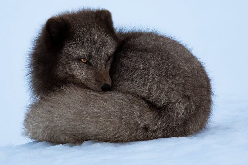 An Arctic fox curls into its tail to stay warm in the snow.