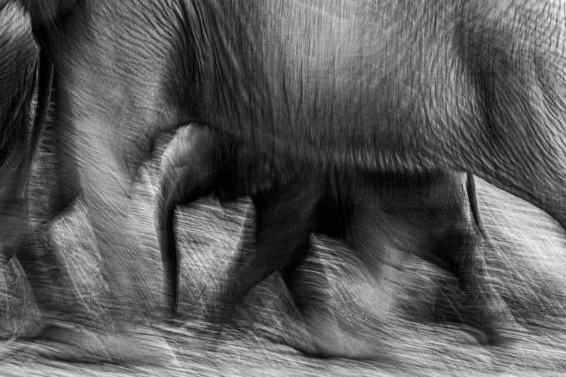  A black and white photograph of a mother and baby elephant, captured by Mohammad Murad on a Canon EOS-1D X using a slow shutter to create a blurred effect. 