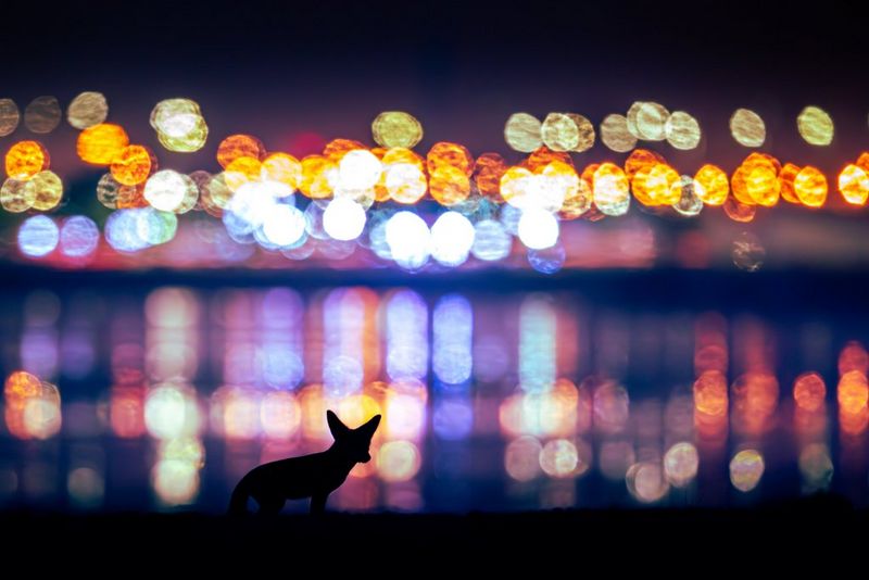 An Arabian red fox silhouetted against the lights and reflections of a nightime urban cityscape. 