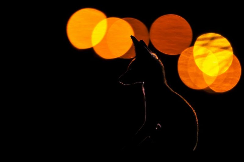An Arabian red fox cub silhouetted against a dark background and framed by large circular bokeh, captured on a Canon EOS-1D X Mark II by Mohammad Murad.