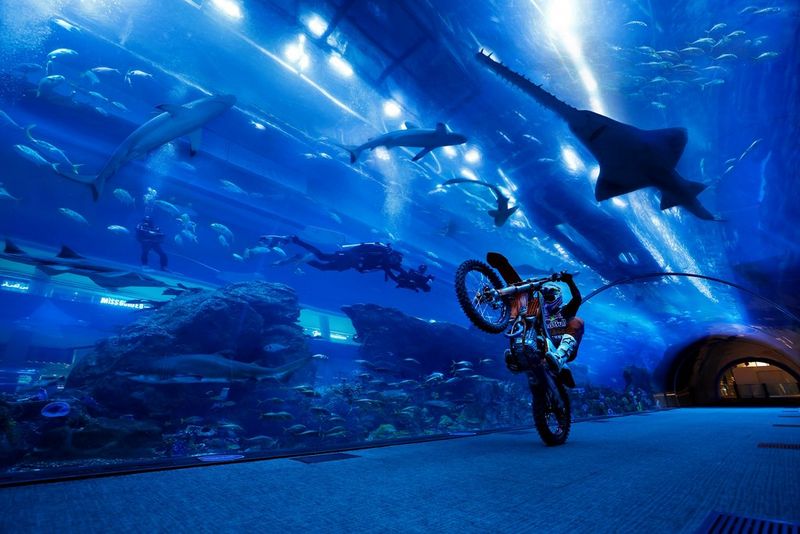 A motorcycle rider performs a wheelie at the Dubai Mall Aquarium, with different species of aquatic animals in the background. Taken on a Canon EOS R3 by Naim Chidiac. 