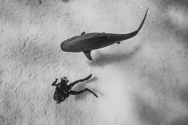 A black and white image of a diver filming a large shark as it swims close to the ocean floor, taken from above.