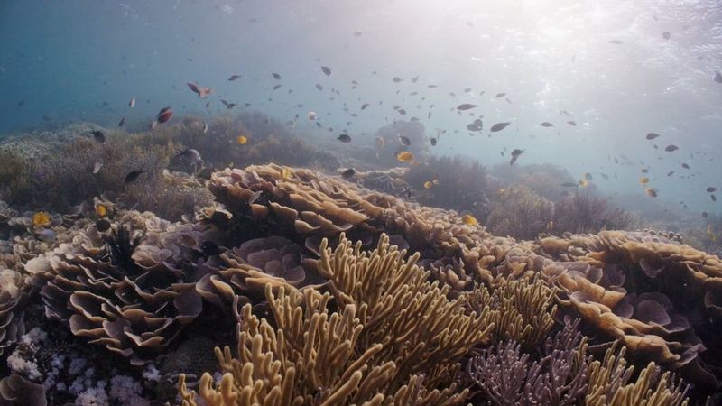 A still from filmmaker Nicolai Deutsch's underwater showreel showing lots of small, colourful fish swimming close to a coral reef.