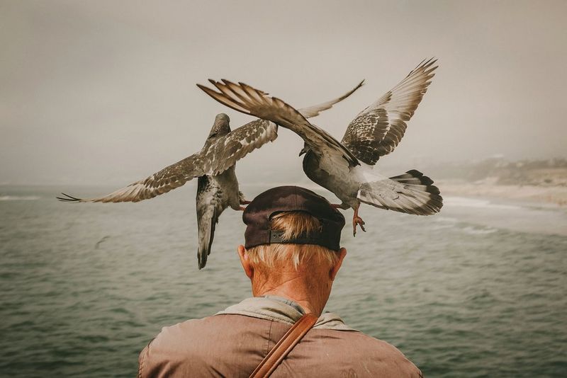 Two birds cling determinedly to the cap of a man turned away from the camera.