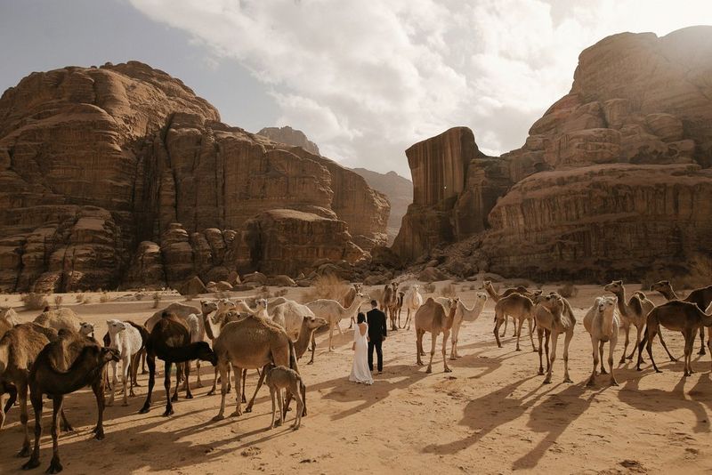 A bride and groom stand hand-in-hand in Jordan's Wadi Rum desert surrounded by wild camels.