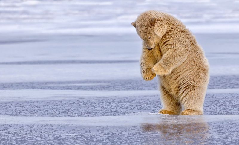 A polar bear cub, standing on its hind legs, attempts to break a sheet of ice in Alaska. Taken on a Canon EOS-1D X by Prelena Soma Owen.