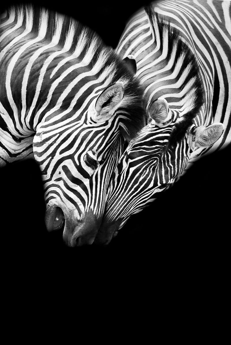 Against a stark black background, two zebras gently press their heads together. Taken on a Canon EOS-1D X by Prelena Soma Owen.