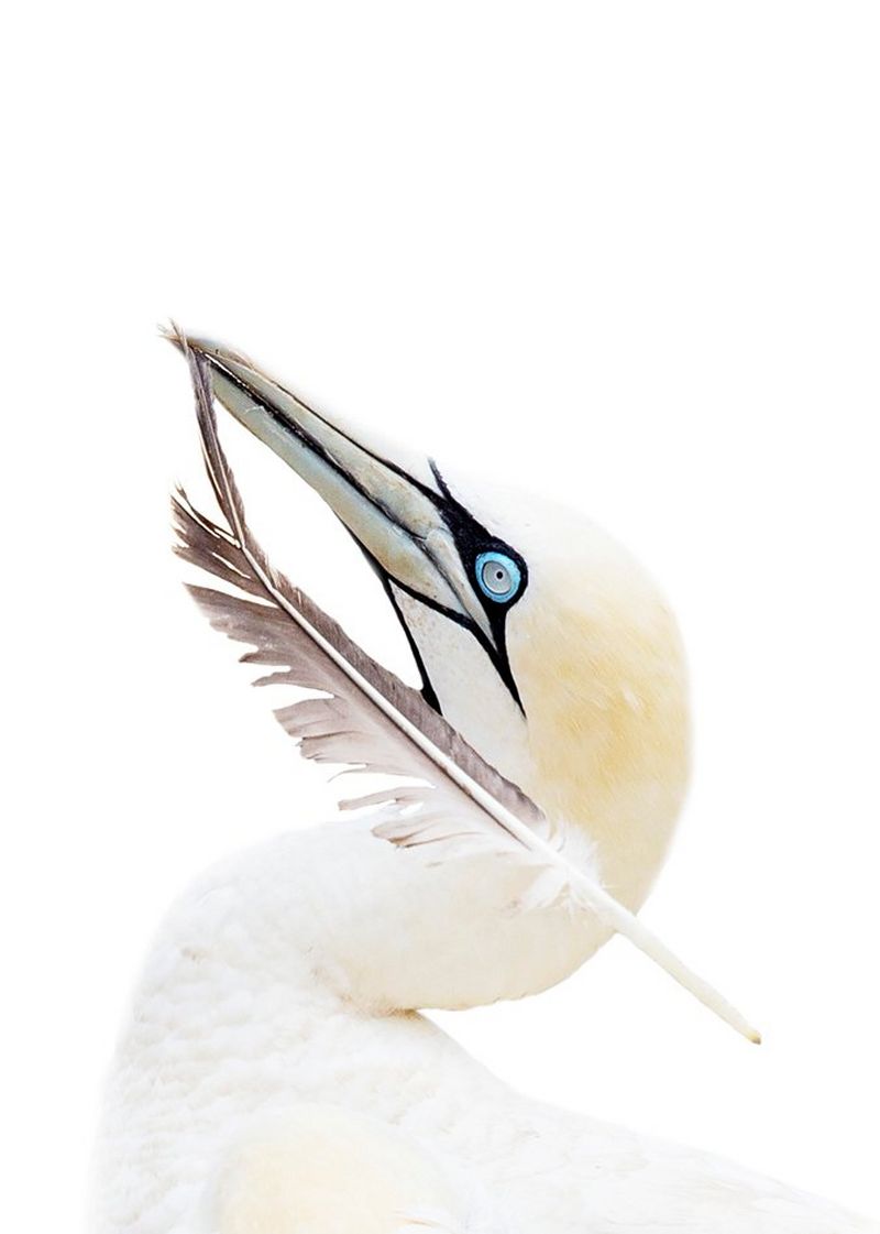 Against a stark white background, a Cape gannet with cream plumage and piercing blue eyes holds the tip of a feather in its beak. Taken on a Canon EOS-1D X by Prelena Soma Owen.