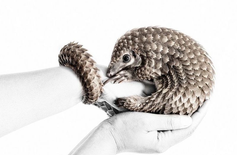 Against a stark white background, a pair of hands can be seen holding a tiny baby pangolin, in this award-winning image taken by Prelena Soma Owen on a Canon EOS R5.