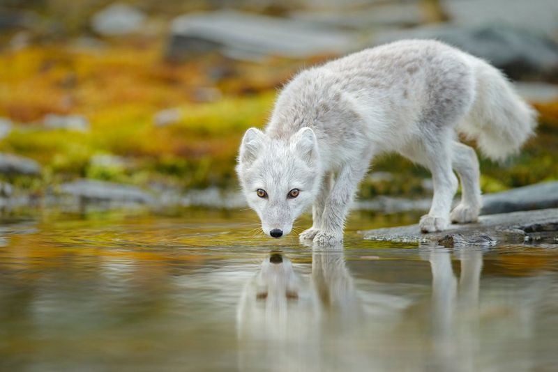 An Arctic fox drinks in the Norwegian wilderness.