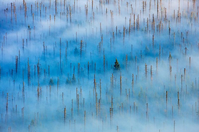 The tips of hundreds of dead trees emerging from a blanket of fog in the Bavarian Forest National Park.