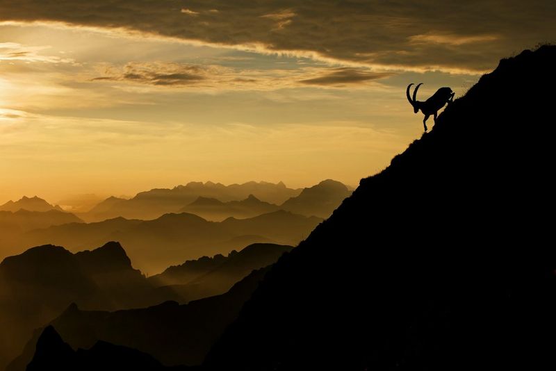 An ibex climbs in the Alps at sunrise.
