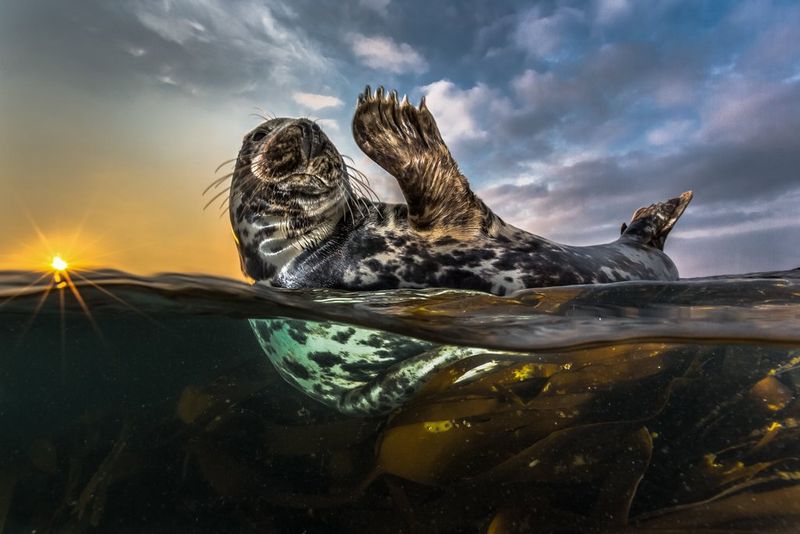 A grey seal swims on its back off the coast of Heligoland in northern Germany.
