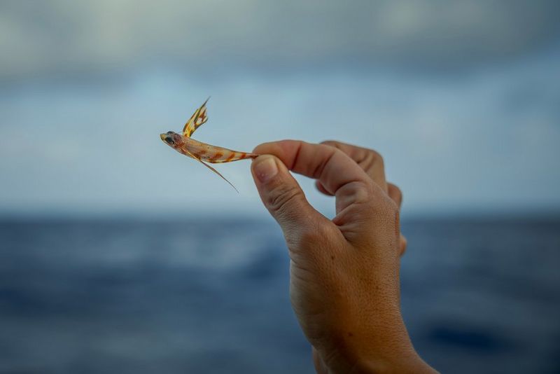 A hand holding the tail of a flying fish between thumb and forefinger.