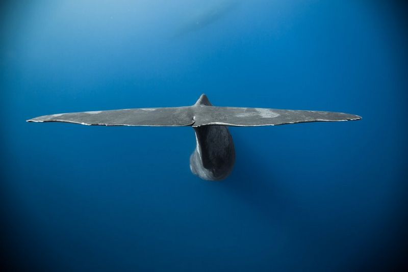 Only the caudal fin of a sperm whale is visible as the whale dives deeper into the ocean. Taken on a Canon EOS 5D Mark III by Stéphane Granzotto.