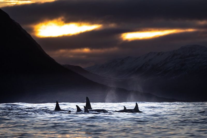 The fins of a pod of orcas appear above the water's surface under a cloudy sky, with mountains visible in the background. Taken on a Canon EOS R5 with a Canon RF 100-500mm F4.5-7.1L IS USM lens by Stéphane Granzotto.