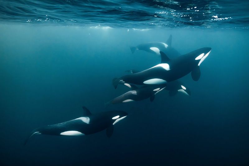Five orcas swim together in a deep blue ocean, the surface of the water visible right above them. Taken on a Canon EOS R5 with a Canon RF 15-35mm F2.8L IS USM lens by Stéphane Granzotto.