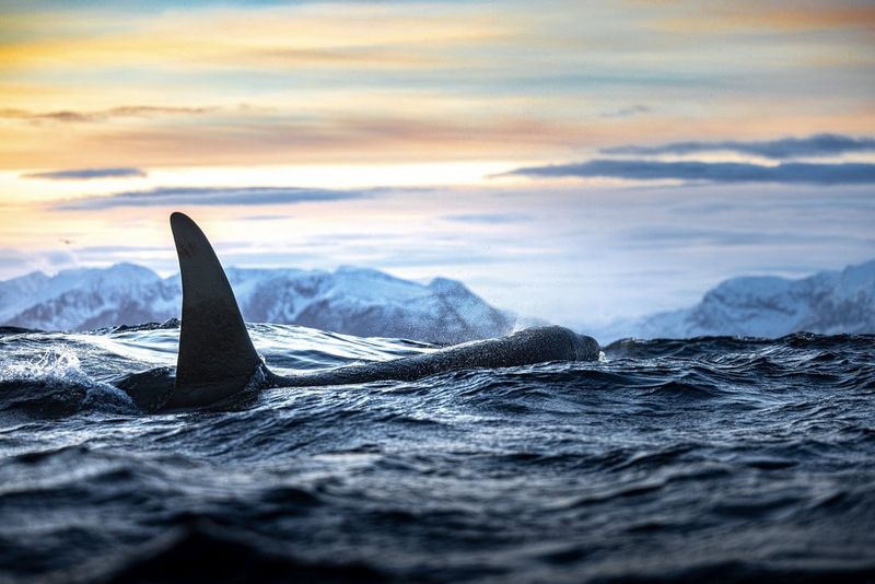 The fin of an orca is visible as it pokes out of the ocean, snow-capped mountains visible in the distance. Taken on a Canon EOS R5 with a Canon RF 70-200mm F2.8L IS USM lens by Stéphane Granzotto.