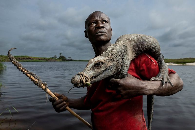 A dwarf crocodile with its mouth bound rests on the shoulder of a Congolese man in a red T-shirt. The man holds a liana with a hook attached, used to pull crocodiles from their dens.