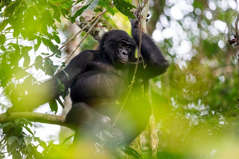 A bonobo sits on a leafy branch in a Congolese forest, with blurred foliage framing the foreground.