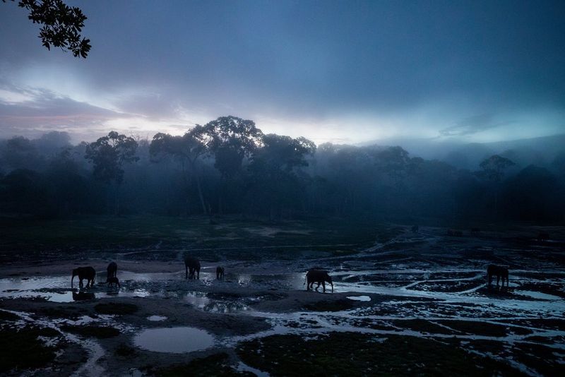 Taken at sunrise, this low-light image shows forest elephants moving through the mist in a large natural forest clearing dotted with pools of water.